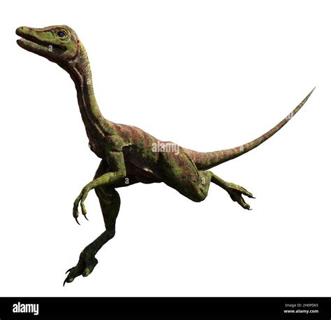 Compsognathus Longipes Ataque Pequeño Dinosaurio Del Período Jurásico Tardío Aislado Sobre