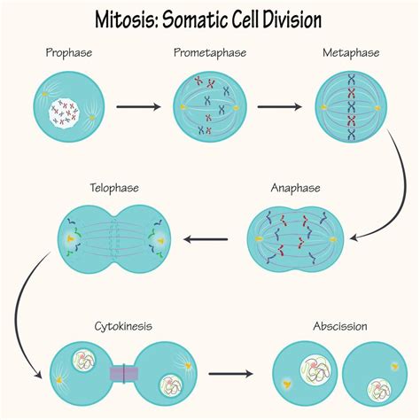 Mitosis Divisi N De C Lulas Som Ticas Vector En Vecteezy