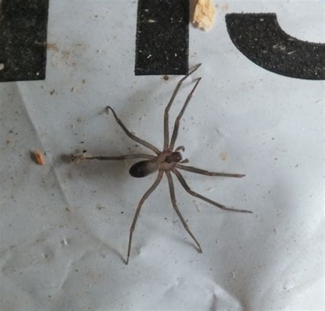 Brown Recluse (Loxosceles reclusa) · iNaturalist.org