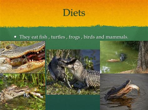 PPT - American alligator PowerPoint Presentation, free download - ID ...