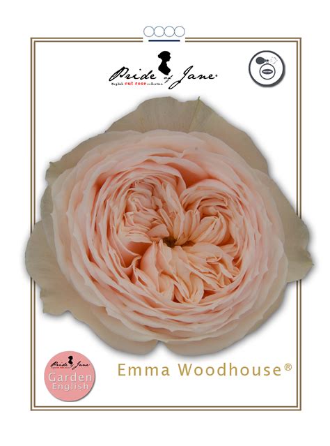 Emma Woodhouse | Jan Spek Rozen