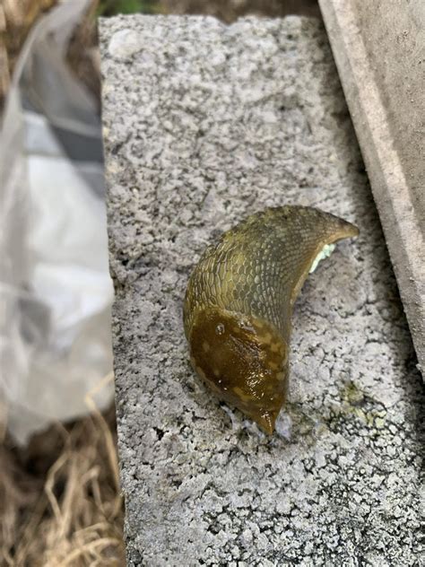 Slugs In My House • Pest Infestation • Pest Control In Maidstone