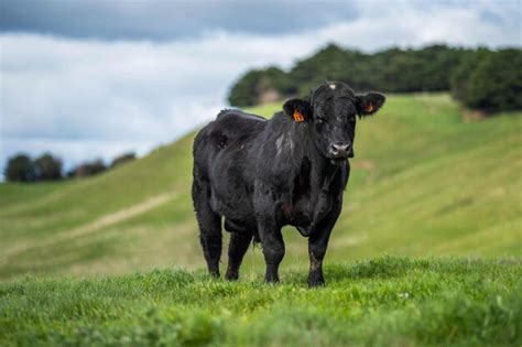 Primer Plano De Stud Beef Toros Y Vacas Pastando En La Hierba En Un