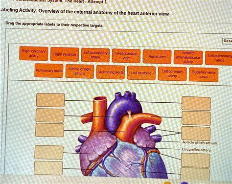 Solved Labeling Activity Overview Of The External Anatomy Of The