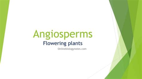 Angiosperms: Introduction, Characteristics and Structures - Online ...