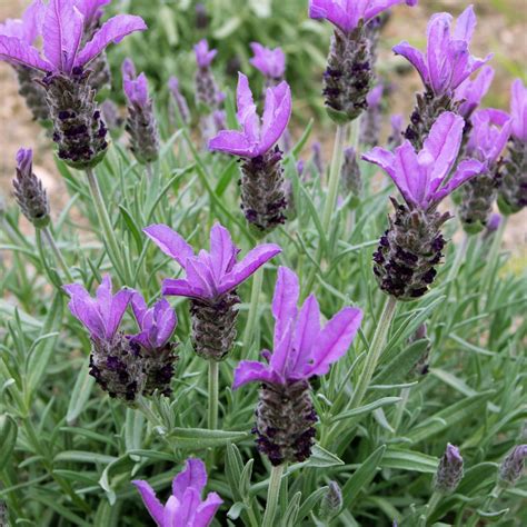 Lavender Flower Colors 17 Richly Hued Varieties In White Pink Purple