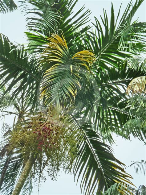 Carpentaria Acuminata Carpentaria Palm Darwin Palm Information And Photos