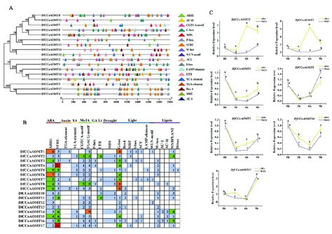 Predicted Cis Element Analysis In The Promoter Regions Of Dfccoaomt