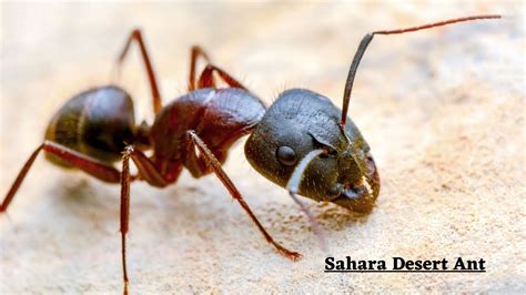 How Sahara Desert Ants Live - YouTube