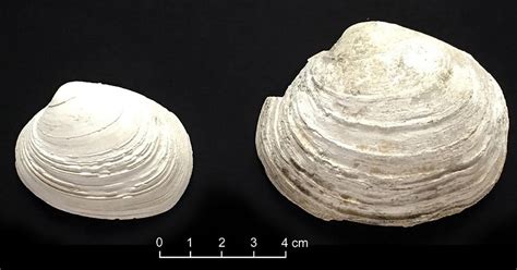 Insights From Historical Human Clam Coexistence Natalie Parletta Phd