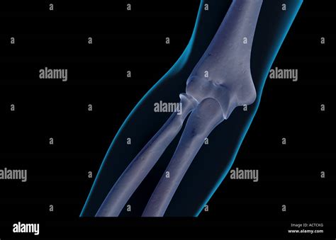 Los Huesos Del Codo Fotograf A De Stock Alamy