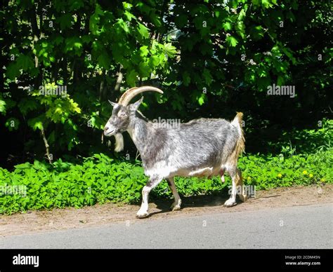 Goat Running On The Road Stock Photo Alamy