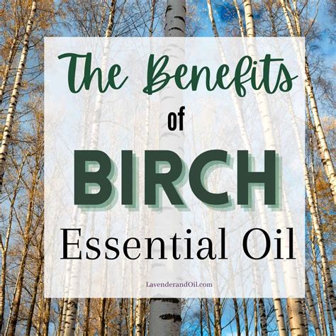 Health Benefits Of Birch Essential Oil