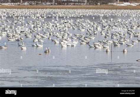 Migration Oie des neiges Baie-du-Febvre Québec Canada Stock Photo - Alamy