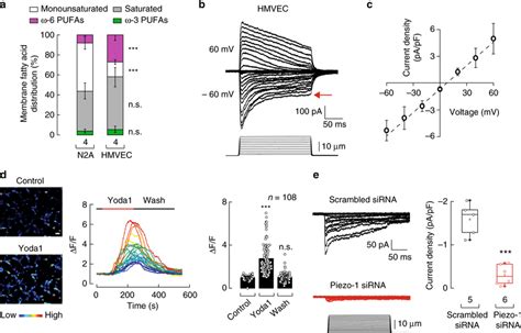 Piezo Channel Mediates Mechanically Evoked Currents In Hmvec A