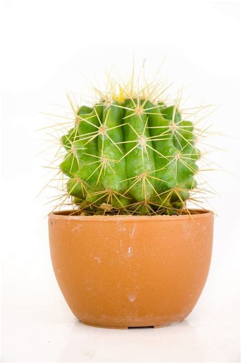 Small Cactus In Pot Stock Image Image Of Health Cactus 24938699