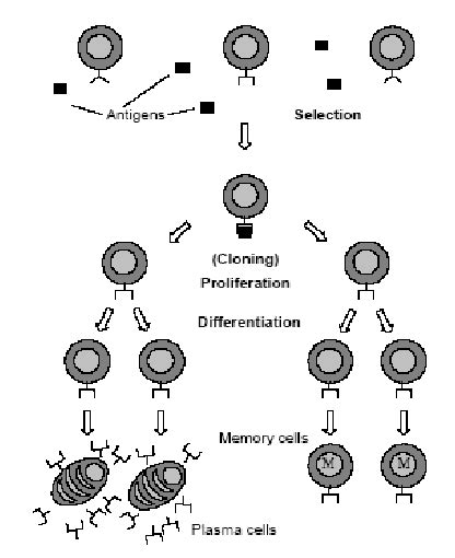 The Clonal Selection Principle 25 Download Scientific Diagram