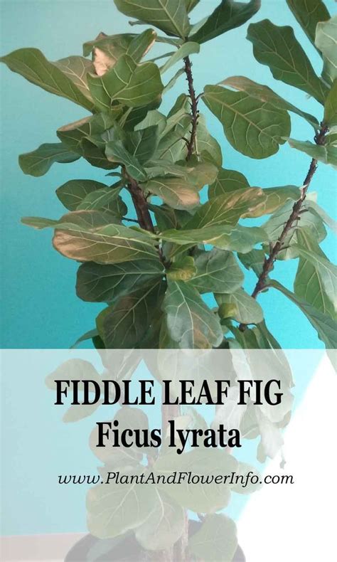 How To Care For Ficus Trees Ficus Ficus Tree Ficus Lyrata