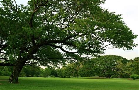 large tree stock  images  backgrounds
