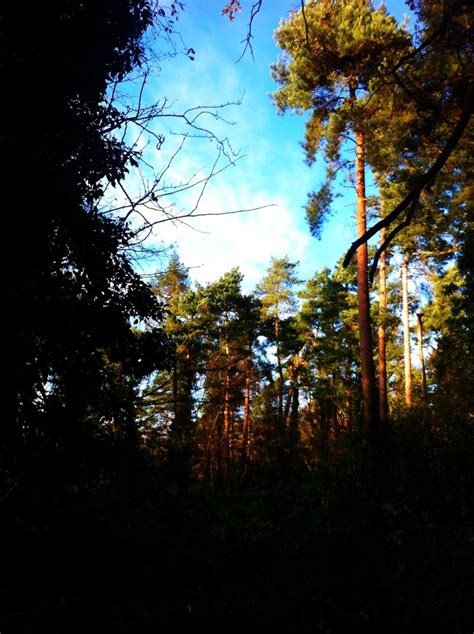 Foxlydiate Woods Redditch Worcestershire I Love To Run Here And At The