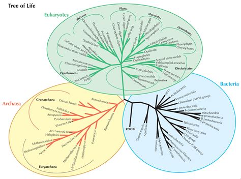 Classification Teaching Resources The Science Teacher