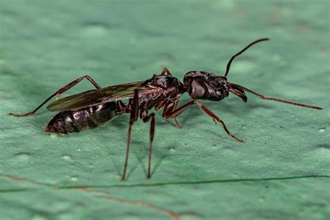 Hembra Adulta De La Hormiga Reina De La Mand Bula Trampa Alada Del