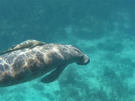 Swim With Manatees In Belize: BEST Tips [2024]