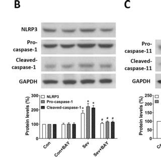 Bay Rescues Sevoflurane Induced Neuronal Damage And Synaptic