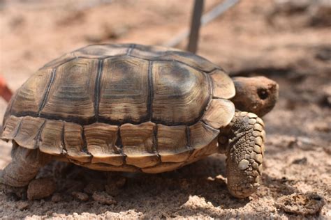 Tortuga Argentina Chelonoidis Chilensis Ficha Cuidados Fotos