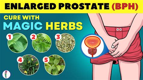 Magic Herbs To Cure Enlarged Prostate Prostate Enlargement