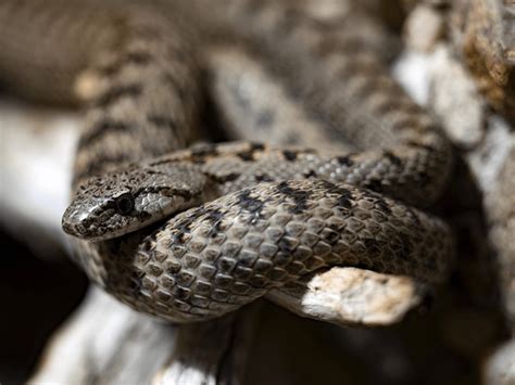 16 Corn Snake Basking Royalty Free Photos And Stock Images Shutterstock