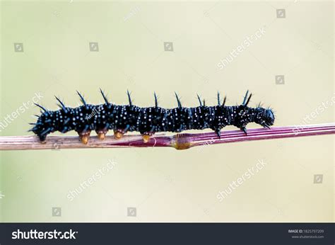 Peacock Butterfly Caterpillar Images Stock Photos Vectors