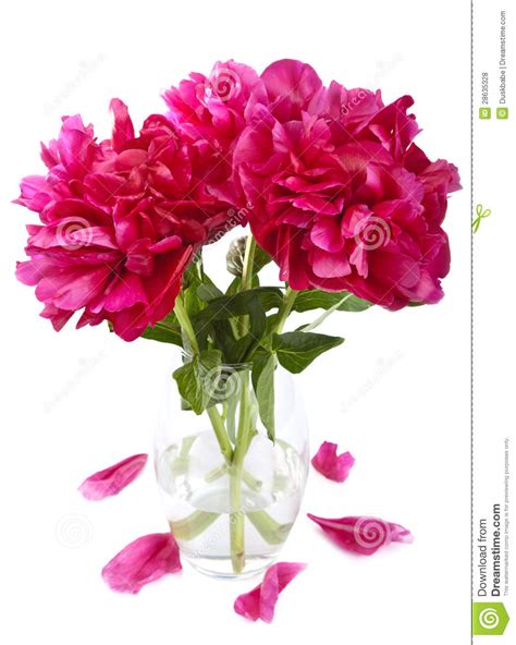 Peony In Vase Isolated Stock Photo Image Of Bouquet 28635328