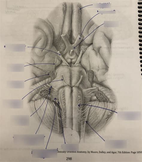 Lecture Neuroanatomy Continued Diagram Quizlet