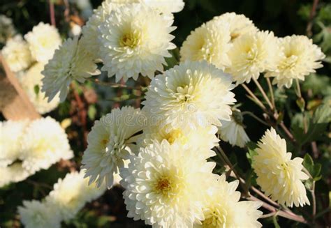 White Chrysanthemums Stock Photo Image Of T Kind 102230860