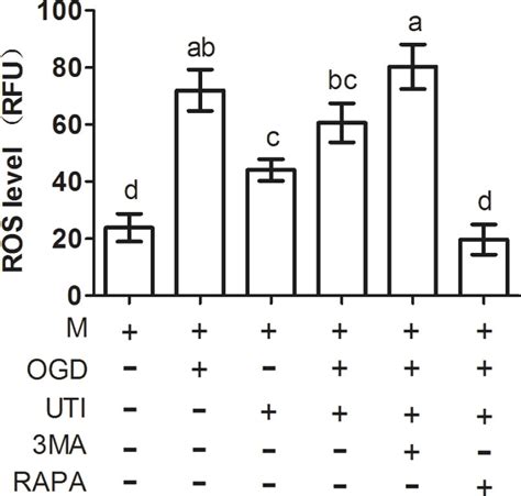 Uti Affected The Ros Level In Macrophages Through Autophagy M Download Scientific Diagram