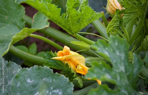 Stockfoto Zucchini Cucurbita Pepo Subsp Pepo Convar Giromontiina