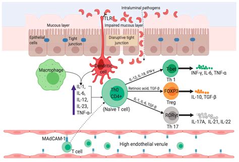 Pathophysiology In Crohn’s Disease The Uptake Of Luminal Microflora Download Scientific