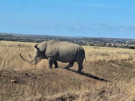 Nairobi National Park Half Day Game Drive Getyourguide