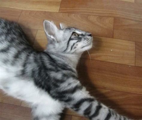 Mackerel Tabby Cat Breeds - Pets Lovers