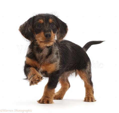 Dog: Dachshund x Yorkie puppy, standing with raised paw photo WP50381