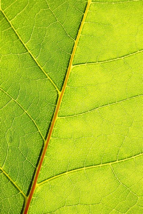 Structure Of A Leaf Stock Image Image Of Close Detail