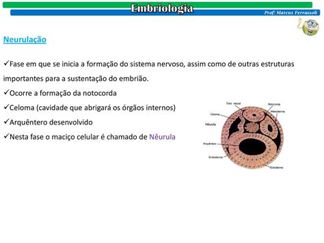 Prof Marcus Ferrassoli Ppt Carregar