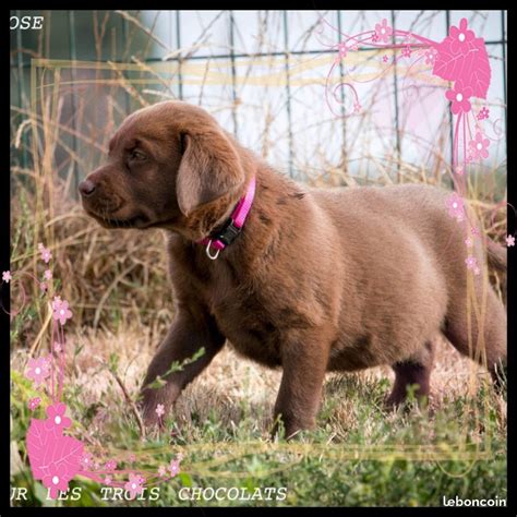 Chiot Labrador Retriever FEMELLE CHOCOLAT Femelle Disponible En