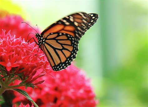 Butterfly Taking Off In Garden By Kenny Hung Photography