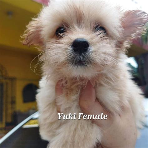 Pomeranian Poodle And Maltese Mix Small Breed Quezon City Philippines