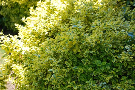 Euonymus Fortunei Emerald n Gold | Emerald Plants