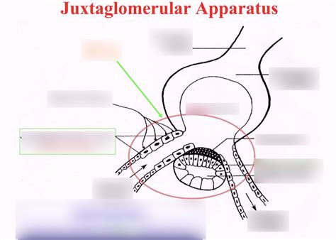 Juxtaglomerular apparatus Diagram | Quizlet