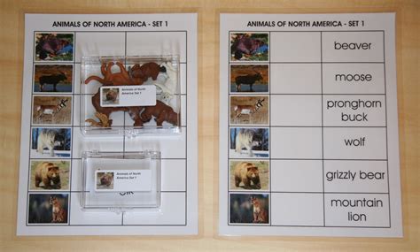 Animals Of The World The Whole Set Eando Montessori