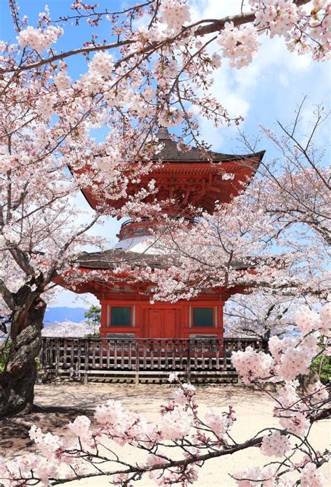 Japanese Pagoda And Sakura Flowers Sacred Miyajima Island Japan